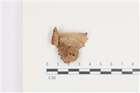登錄號:F0036161藏品圖，第3張