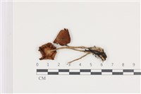 登錄號:F0036162藏品圖，第1張