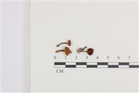 登錄號:F0036163藏品圖，第1張