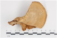 登錄號:F0036169藏品圖，第3張