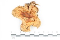 登錄號:F0036170藏品圖，第1張