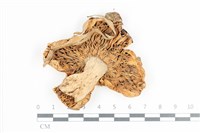 登錄號:F0036170藏品圖，第3張