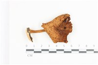 登錄號:F0036176藏品圖，第1張