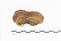 相鄰小孔菌藏品圖，第3張