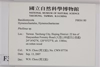 木層孔菌屬藏品圖，第2張