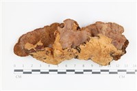 木層孔菌屬藏品圖，第3張