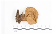 登錄號:F0036181藏品圖，第1張