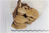登錄號:F0036183藏品圖，第3張