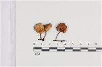 登錄號:F0036185藏品圖，第1張