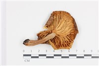 登錄號:F0036191藏品圖，第3張