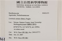 香菇	藏品圖，第2張
