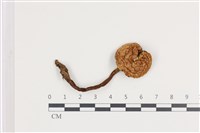 登錄號:F0036194藏品圖，第1張