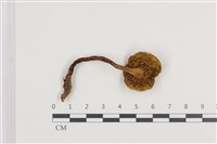 登錄號:F0036194藏品圖，第3張