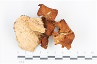 登錄號:F0036195藏品圖，第1張