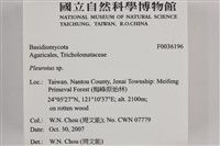 側耳屬藏品圖，第2張