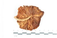 登錄號:F0036197藏品圖，第3張