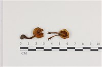 登錄號:F0036209藏品圖，第1張