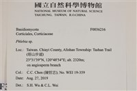 射脈菌屬藏品圖，第2張