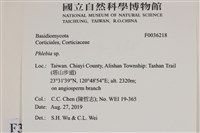 射脈菌屬藏品圖，第2張