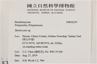骨皮菌屬藏品圖，第2張