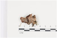 登錄號:F0036222藏品圖，第1張