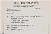 韌革菌屬藏品圖，第2張