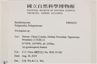 附毛菌屬藏品圖，第2張