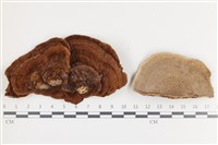 登錄號:F0036251藏品圖，第1張