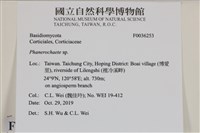 顯絲菌屬藏品圖，第2張