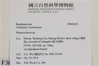 顯絲菌屬藏品圖，第2張