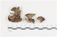 登錄號:F0036258藏品圖，第1張