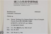 射脈菌屬藏品圖，第2張