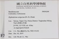 剛毛絲皮菌藏品圖，第2張