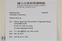 顯絲菌屬藏品圖，第2張