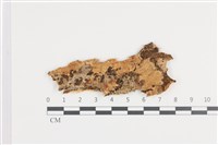 顯絲菌屬藏品圖，第1張