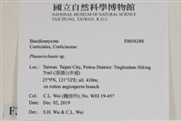 顯絲菌屬藏品圖，第2張