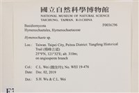 刺革菌屬藏品圖，第2張