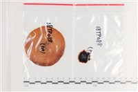 登錄號:F0036302藏品圖，第1張