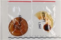 登錄號:F0036303藏品圖，第1張