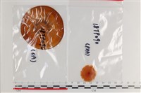 登錄號:F0036304藏品圖，第1張