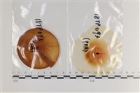 登錄號:F0036305藏品圖，第1張
