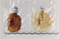 登錄號:F0036306藏品圖，第1張