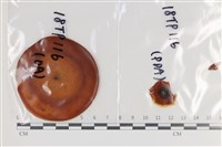 登錄號:F0036307藏品圖，第1張