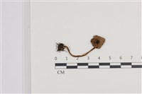 登錄號:F0036312藏品圖，第1張