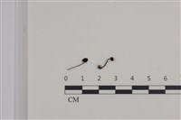 登錄號:F0036314藏品圖，第1張