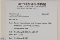 登錄號:F0036317藏品圖，第2張