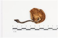 登錄號:F0036317藏品圖，第3張