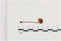 登錄號:F0036318藏品圖，第1張
