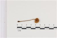 登錄號:F0036318藏品圖，第3張