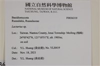 乳菇屬藏品圖，第2張